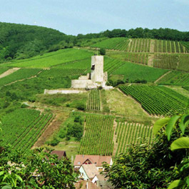 Meyer-Fonn Domaine : sale of wines (reserve wines, late harvests, grands crus, riesling, gewurztraminer, pinot gris, pinot noir, pinot blanc, vendange tardive, selection of noble grapes, cremant)
